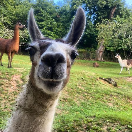 The Llama Farm France Saint-Cyr-Les-Champagnes Exteriér fotografie