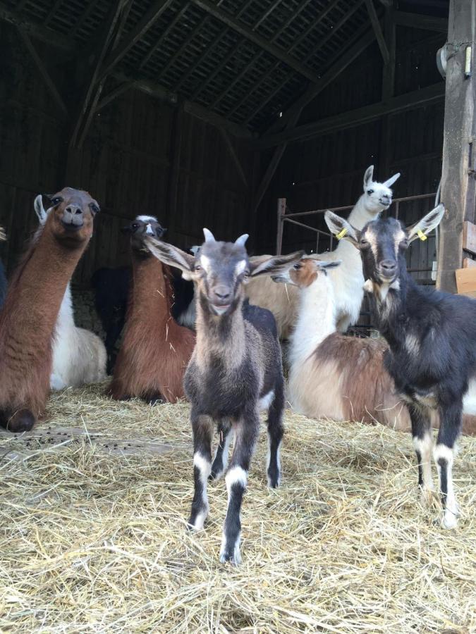 The Llama Farm France Saint-Cyr-Les-Champagnes Exteriér fotografie