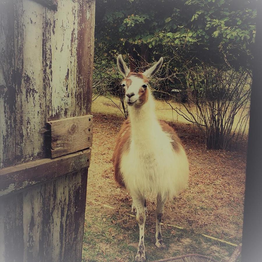 The Llama Farm France Saint-Cyr-Les-Champagnes Exteriér fotografie