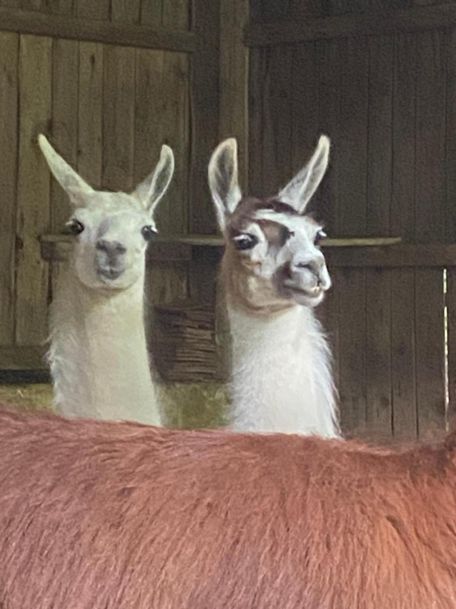 The Llama Farm France Saint-Cyr-Les-Champagnes Exteriér fotografie