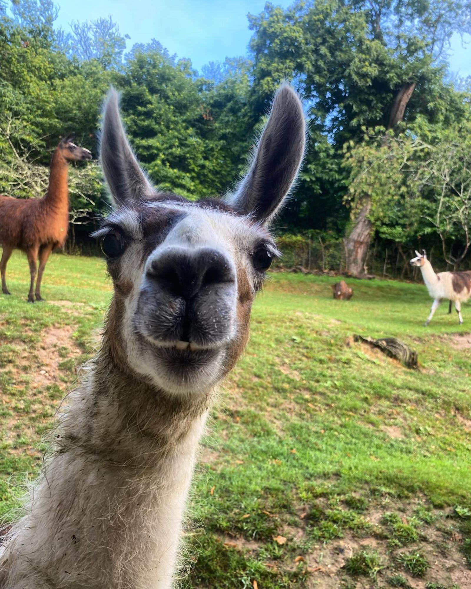 The Llama Farm France Saint-Cyr-Les-Champagnes Exteriér fotografie