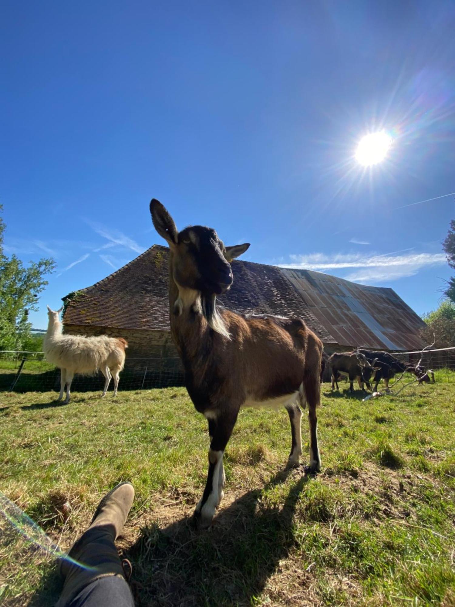 The Llama Farm France Saint-Cyr-Les-Champagnes Exteriér fotografie