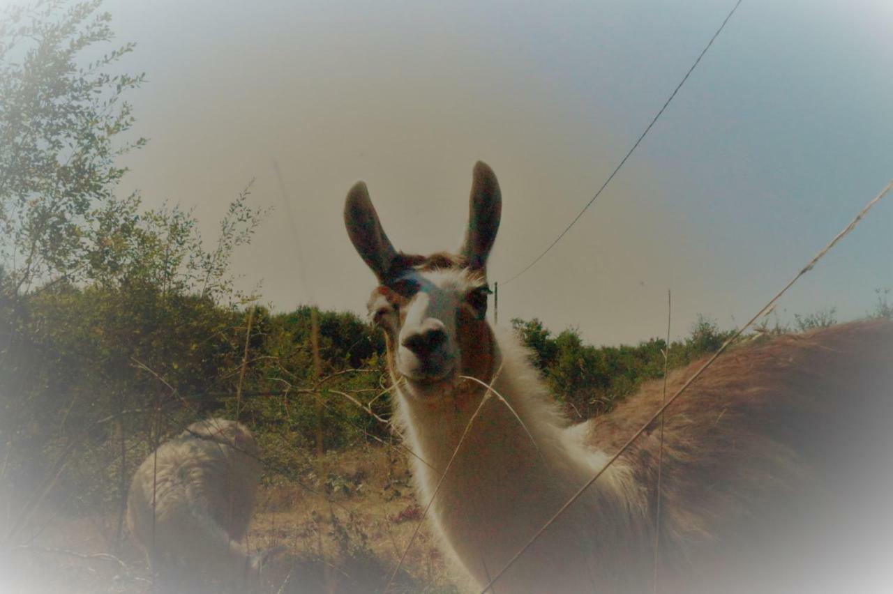 The Llama Farm France Saint-Cyr-Les-Champagnes Exteriér fotografie