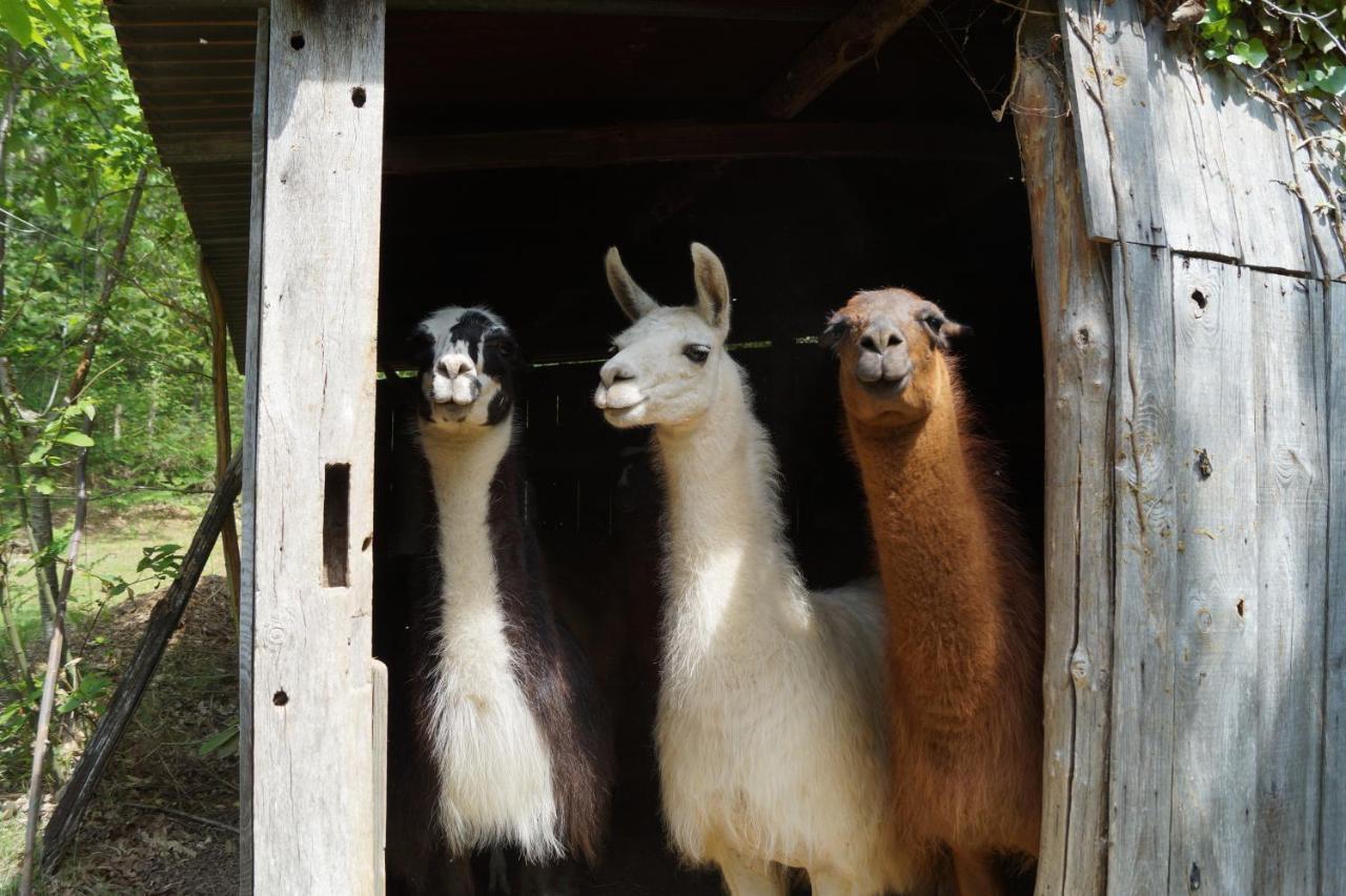 The Llama Farm France Saint-Cyr-Les-Champagnes Exteriér fotografie